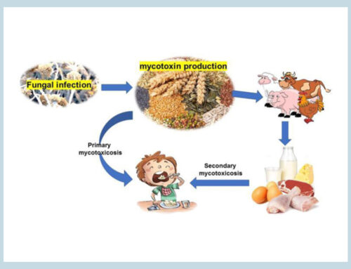 Mycotoxins In Agricultural Commodities: A Global Threat