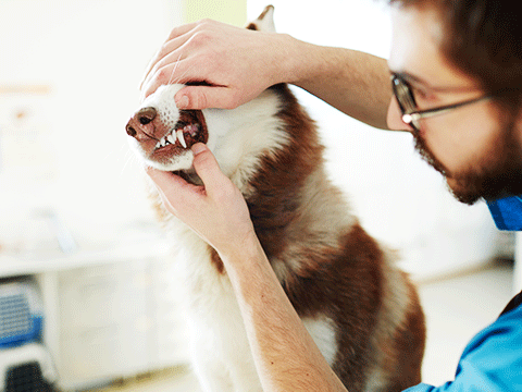 check ups 01 biocarepethospital