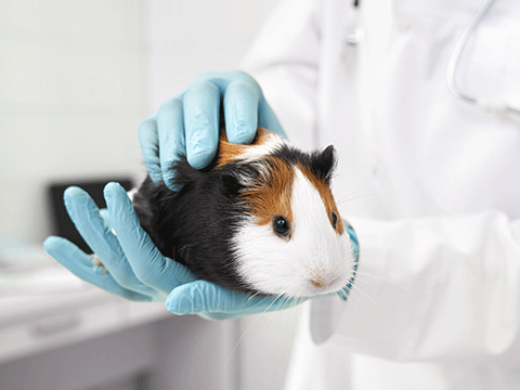 check ups 02 biocarepethospital