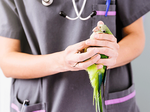 check ups 03 biocarepethospital