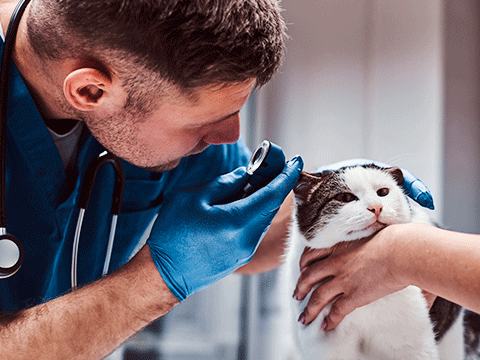 check ups 04 biocarepethospital