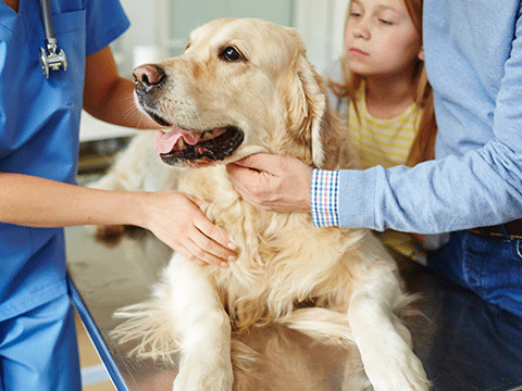 check ups 05 biocarepethospital