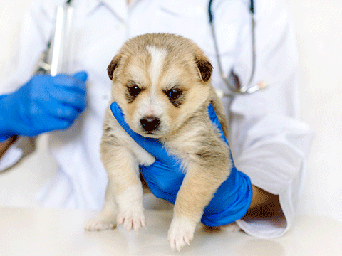 check ups 06 biocarepethospital