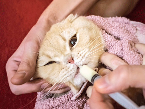 nutrition 01 biocarepethospital