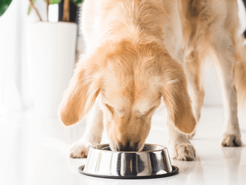 nutrition 02 biocarepethospital