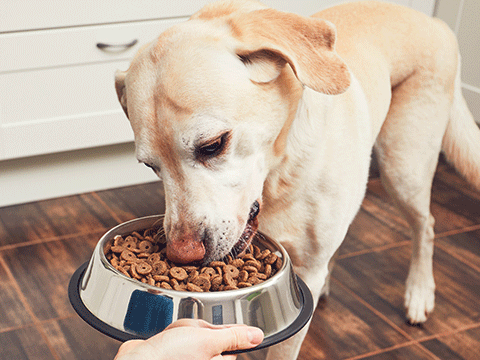 nutrition 03 biocarepethospital