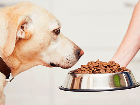 nutrition 05 biocarepethospital