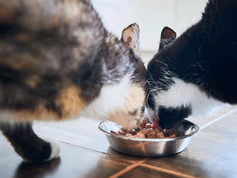 nutrition 07 biocarepethospital