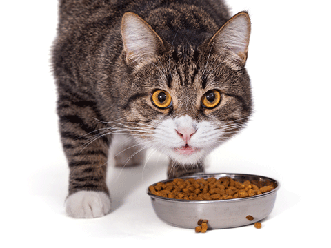 nutrition 08 biocarepethospital