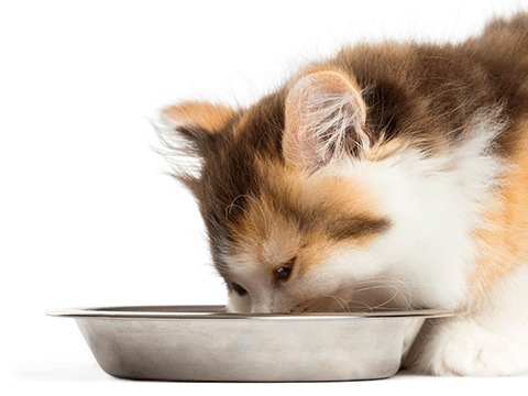 nutrition 09 biocarepethospital