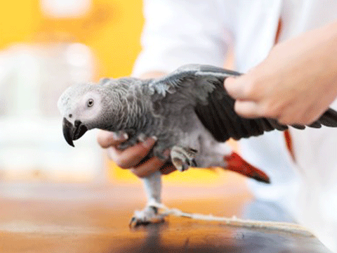 pet grooming 01 biocarepethospital