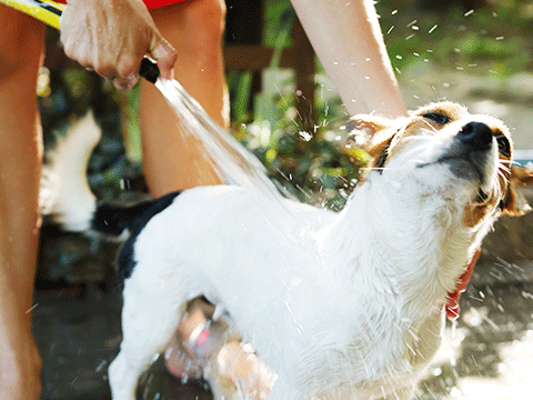pet grooming 02 biocarepethospital