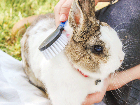 pet grooming 03 biocarepethospital