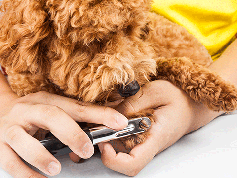 pet grooming 04 biocarepethospital