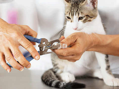 pet grooming 05 biocarepethospital