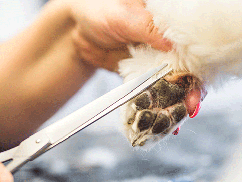 pet grooming 06 biocarepethospital