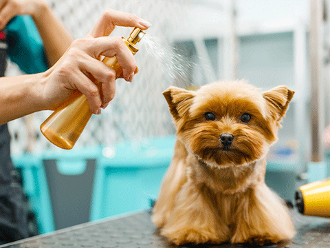 pet grooming 07 biocarepethospital