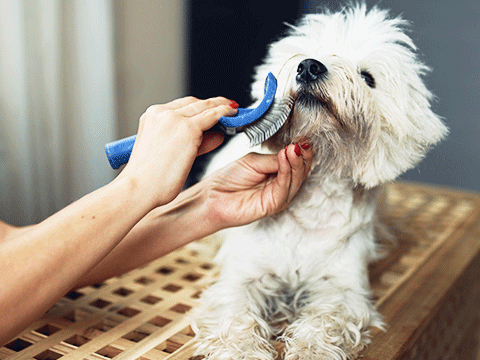 pet grooming 08 biocarepethospital