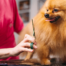 pet grooming home page service image biocarepethospital