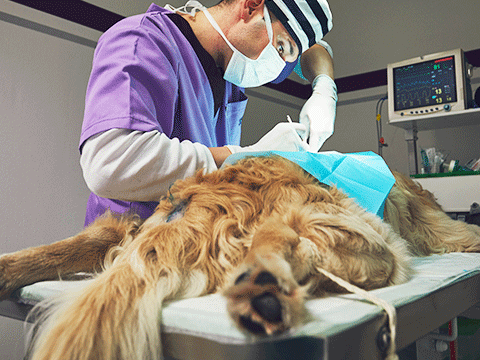 surgery 01 biocarepethospital