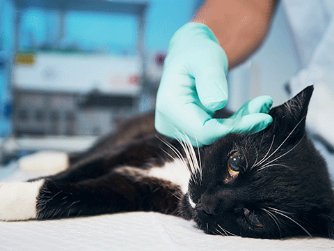 surgery 02 biocarepethospital