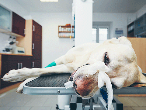 surgery 03 biocarepethospital