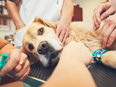 surgery 04 biocarepethospital