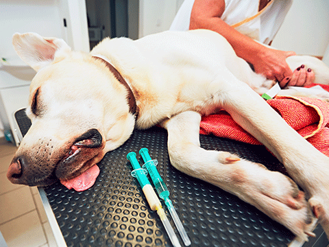 surgery 05 biocarepethospital