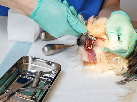 surgery 06 biocarepethospital