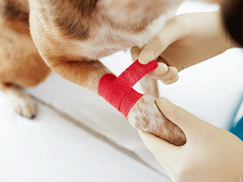 surgery 07 biocarepethospital