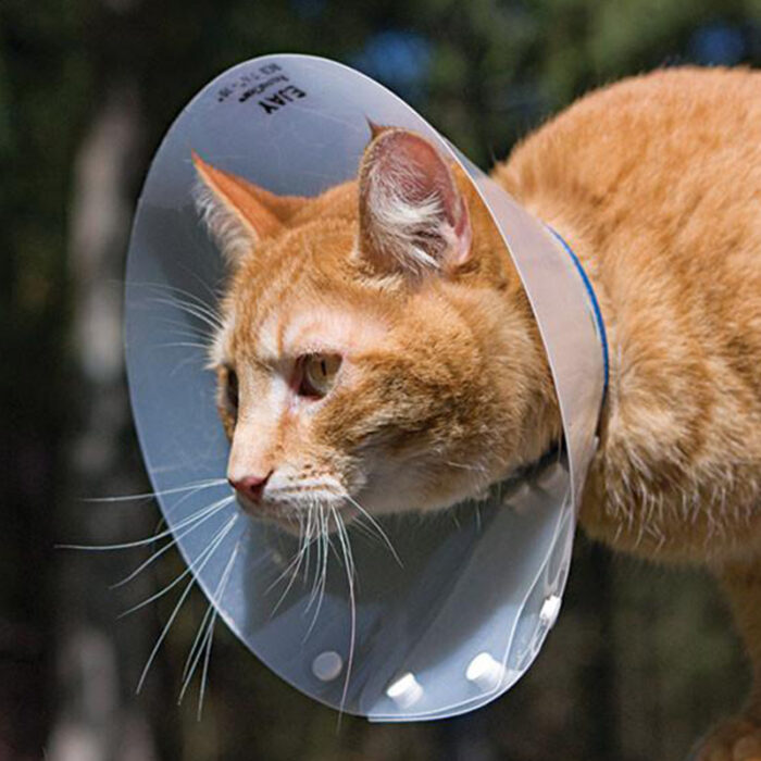 Cat Elizabeth collar