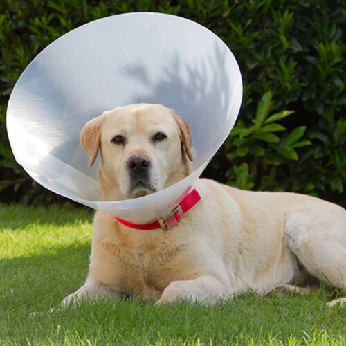 Dog Elizabeth collar